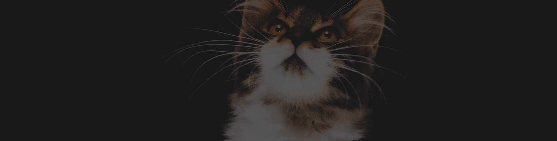 Photographie animalière d'un chat par Rosiris Photographie Caen