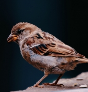 Photographie animalière réalisée par Rosiris Photographie Caen