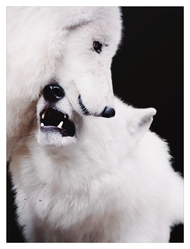 Photographie animalière